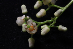 Swietenia macrophylla