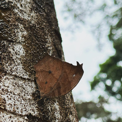 Nymphalidae
