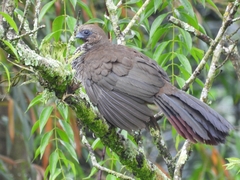 Ortalis squamata