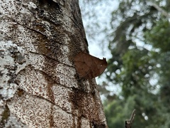 Nymphalidae