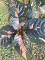 Graptophyllum