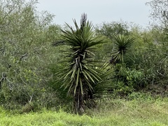 Yucca treculiana
