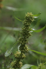 Rumex trisetifer