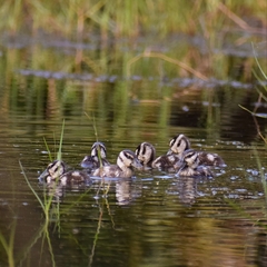 Nettapus coromandelianus
