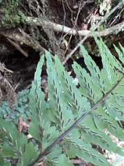 Asplenium contiguum
