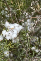 Eriocephalus capitellatus