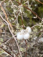 Eriocephalus capitellatus