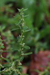 Polygonum plebeium