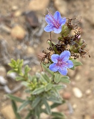 Lobostemon echioides