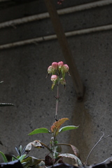 Kalanchoe gastonis-bonnieri
