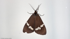 Nyctemera annulata × amicus