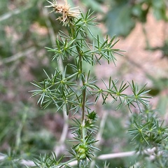Asparagus acutifolius