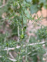 Asparagus acutifolius