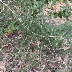 Asparagus acutifolius