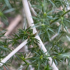 Asparagus acutifolius