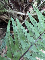 Asplenium contiguum