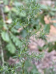 Asparagus acutifolius