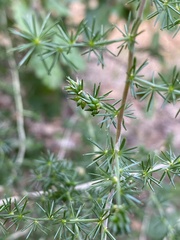 Asparagus acutifolius