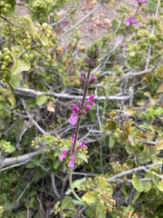 Stachys philippiana