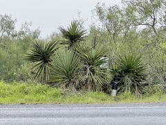 Yucca treculiana