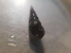 Melanoides tuberculata