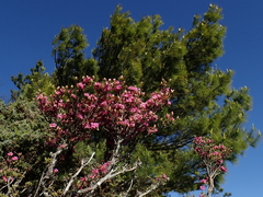 Rhododendron rubropilosum