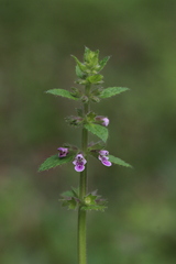 Stachys oblongifolia