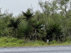 Yucca treculiana