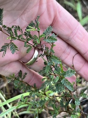 Prosopis reptans
