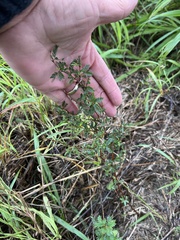 Prosopis reptans