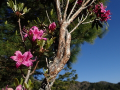 Rhododendron rubropilosum