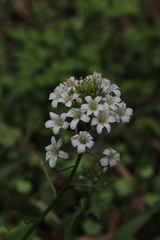 Lysimachia candida