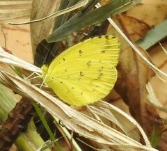 Eurema hecabe