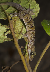 Banded Bent-Toed Gecko photo 1