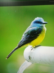 Tyrannus melancholicus