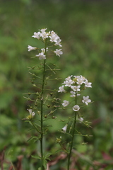 Lysimachia candida