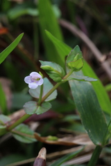 Torenia anagallis