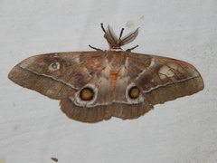 Gonimbrasia belina