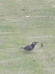 Spodiopsar cineraceus