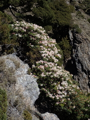 Rhododendron pseudochrysanthum