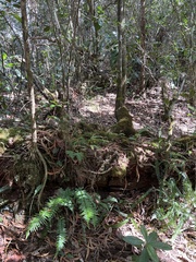 Asplenium contiguum
