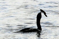 Ameiurus nebulosus