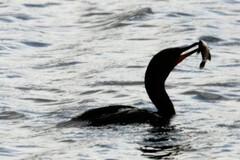 Ameiurus nebulosus