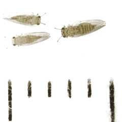 Cryptoneossa triangula