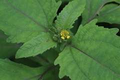 Sigesbeckia pubescens