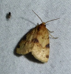 Azenia obtusa