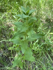Inula