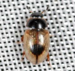 Cercyon unipunctatus