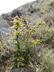 Berberis nantoensis