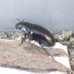 Hydrochara caraboides